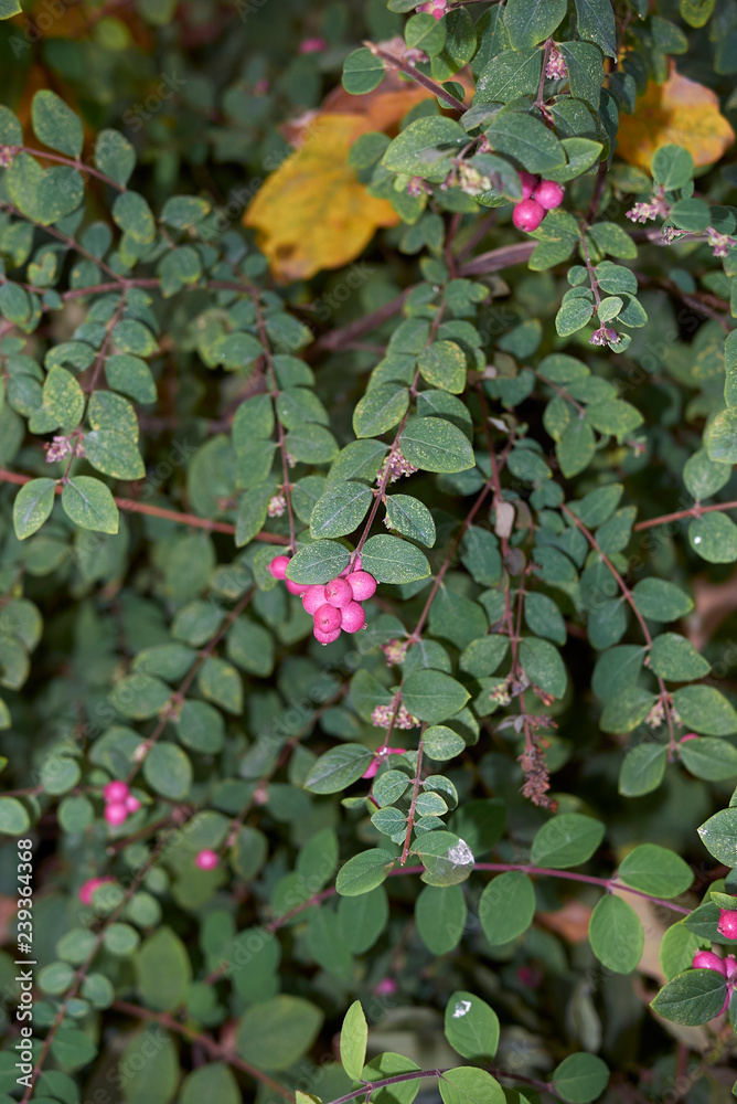 Symphoricarpos chenaultii Symphoricarpos chenaultii