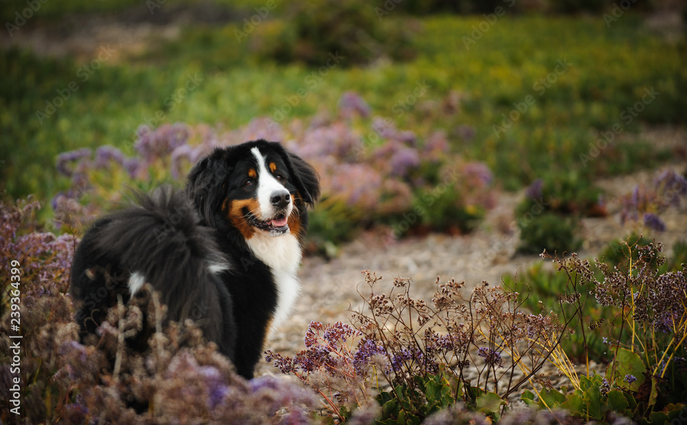 Bernese Mountain Dog in field with purple flowers