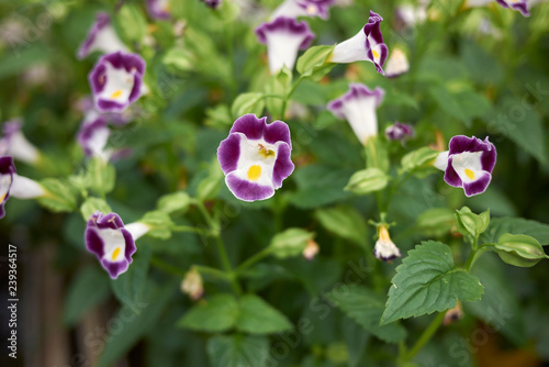 Torenia fournieri photo