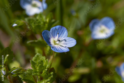 Veronica persica