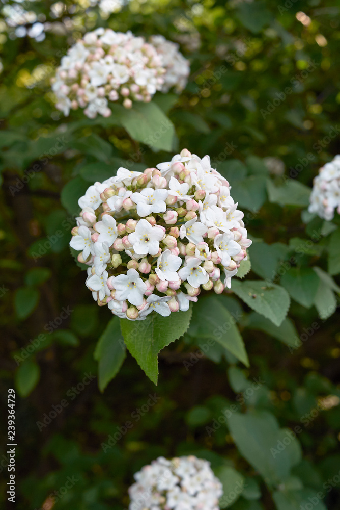 Viburnum carlcephalum Viburnum carlcephalum