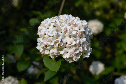 Viburnum carlcephalum