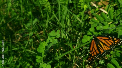 The  Monarch  Butterfly.
