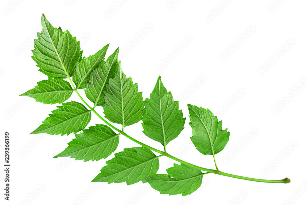 Tecoma leaf closeup on white Tecoma leaf closeup on white
