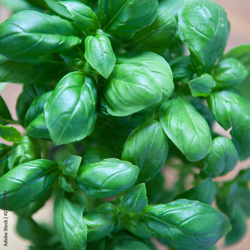 gros plan sur plante de basilic frais gros plan sur plante de basilic frais