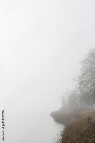 Trees on foggy river shoreline