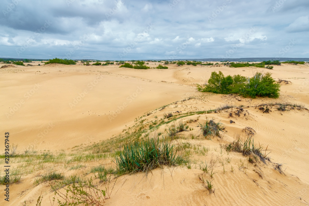 The cloudy landscape of the sandy desert with the group of aspen trees. Rostov-on-Don region, Russia