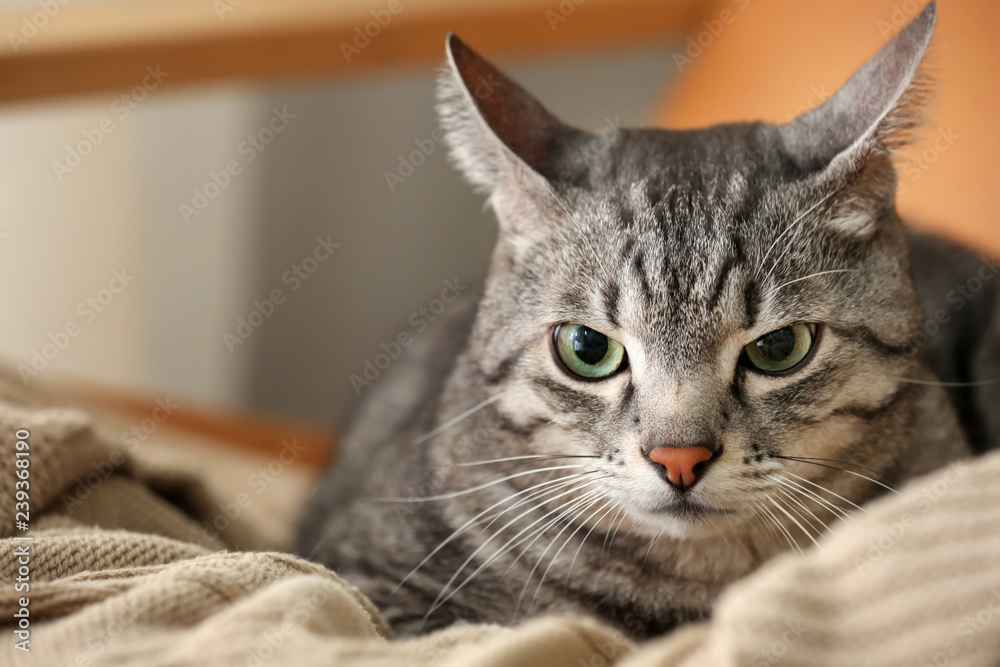 Cute cat lying on plaid at home Cute cat lying on plaid at home