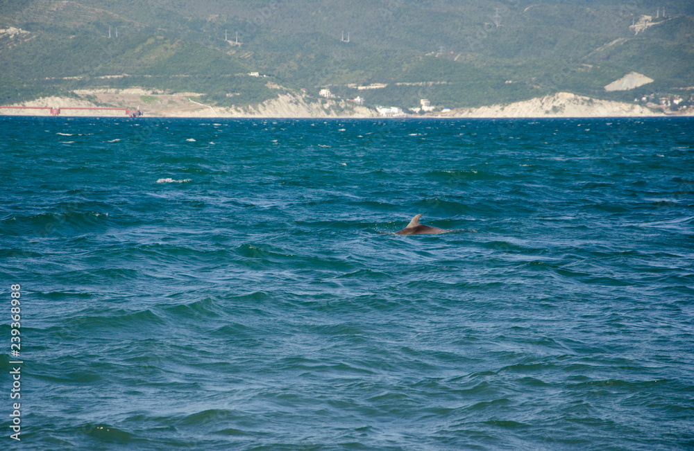 Obraz premium Novorossiysk