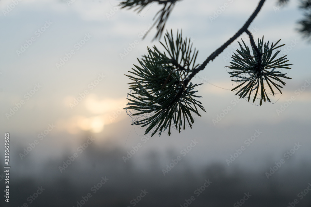 Obraz premium Sunrise in the bog landscape. Misty marsh, lakes nature environment background