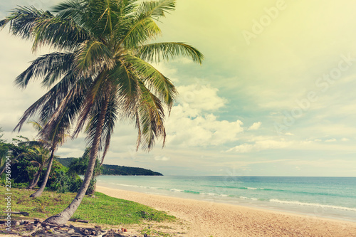 Tropical beach with palms