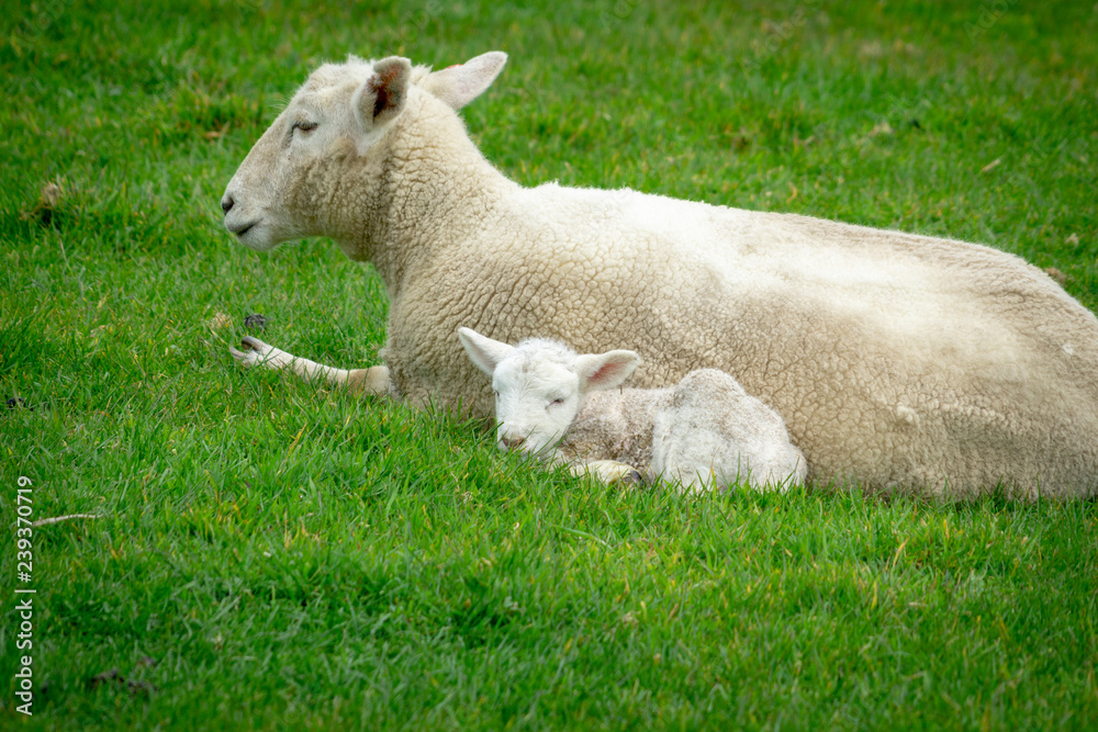 Obraz premium Sheep on New Zealand farm