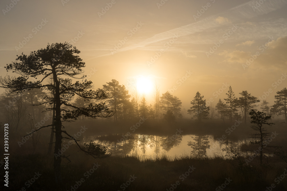 Sunrise in the bog landscape. Misty marsh, lakes nature environment background Sunrise in the bog landscape. Misty marsh, lakes nature environment background