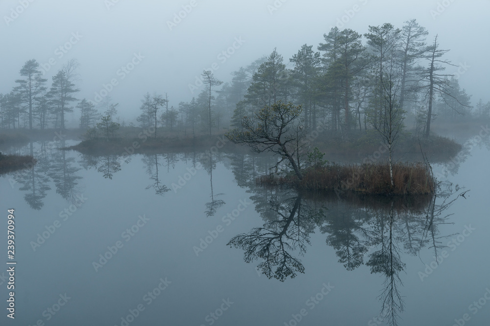 Sunrise in the bog landscape. Misty marsh, lakes nature environment background Sunrise in the bog landscape. Misty marsh, lakes nature environment background