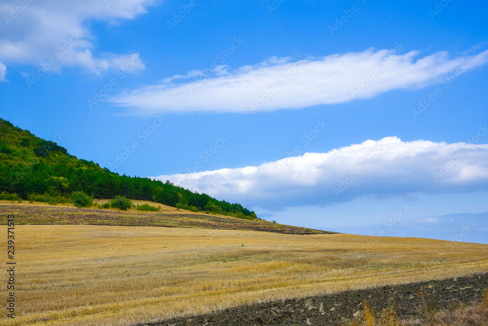landscape Yellow field of mown grass blue sky and clouds landscape Yellow field of mown grass blue sky and clouds