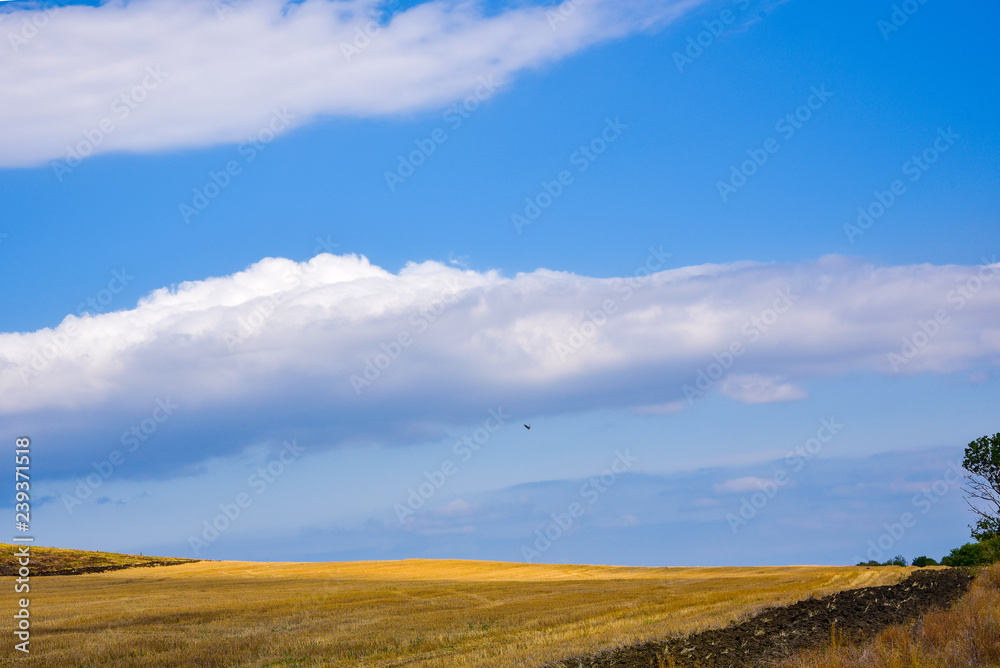 landscape Yellow field of mown grass blue sky and clouds