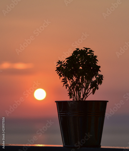 The sunset sun is looking out from behind the flower pot on the sea background
