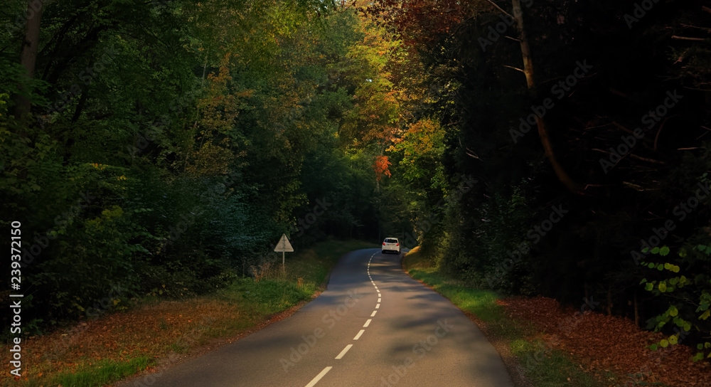 Fototapeta premium country road in Rambouillet forest