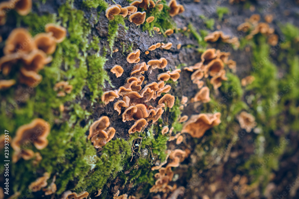 Mushrooms and moss on tree Mushrooms and moss on tree