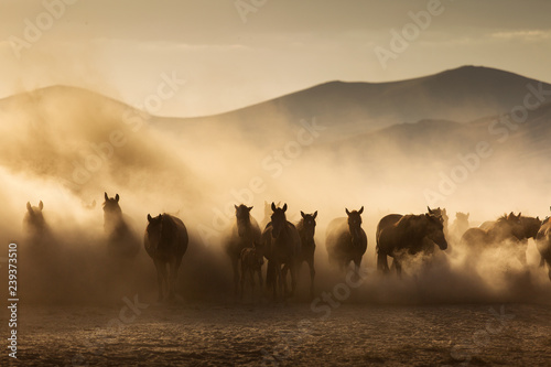Landscape of wild horses running at sunset with dust in background.