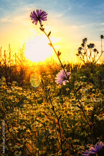 Wiesenblume im Gegenlicht
