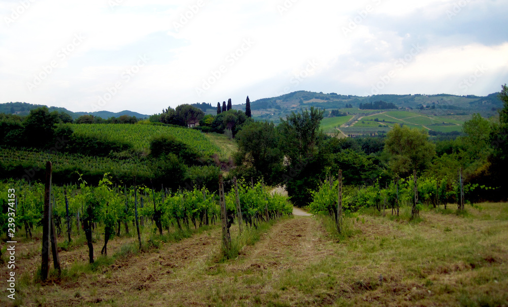 Vineyard in Florence