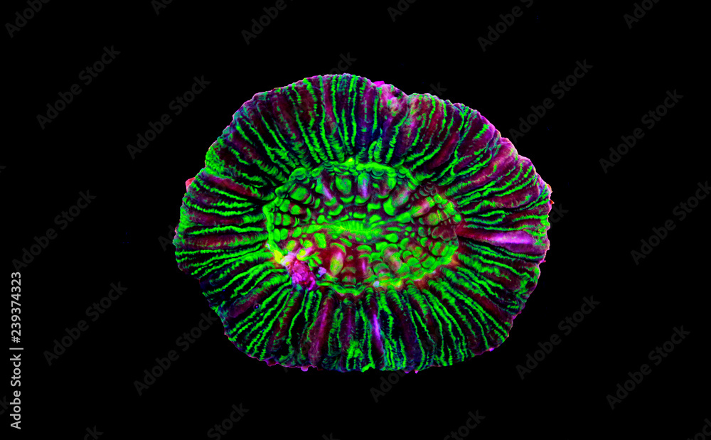 Obraz premium Na białym tle koral LPS otwarty mózg