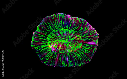 Isolated Open brain LPS coral 