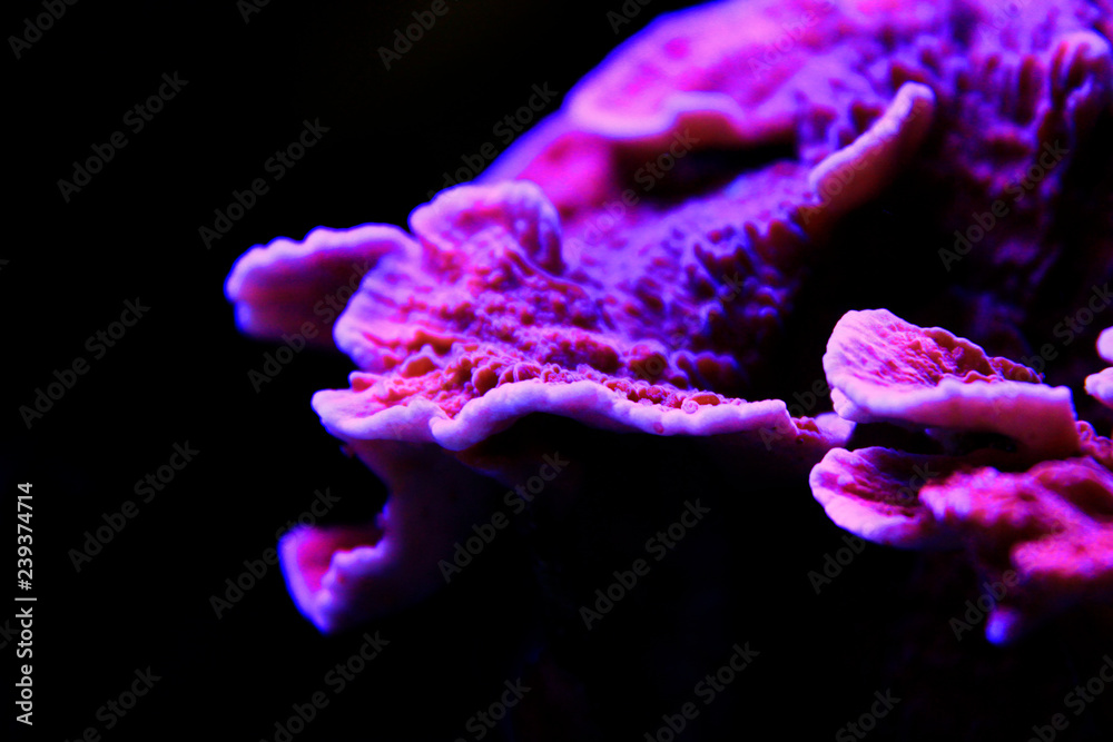 Fototapeta premium Montipora Candy Cap Coral, - (Montipora capricornis)