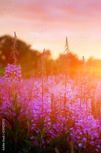 Pink Ivan-tea Or Epilobium Herbal Tea On Sunset Field, Close-Up. Flowers Of Rosebay Willowherb In The Sunset.