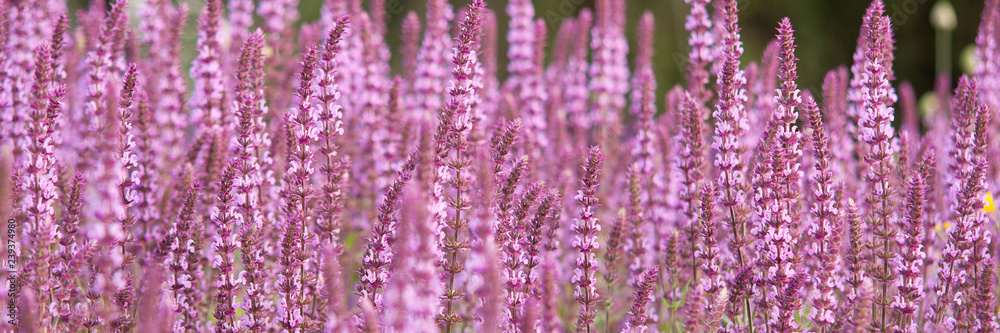 beautiful lawn in a summer park with small purple flowers