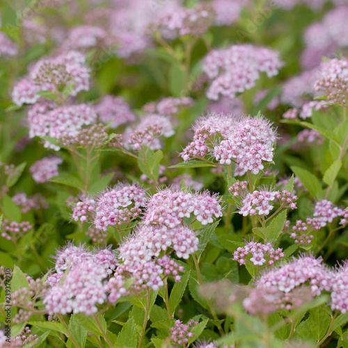 lush blooming spirea bush with beautiful pink flowers