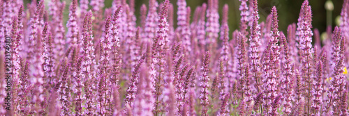 beautiful lawn in a summer park with small purple flowers