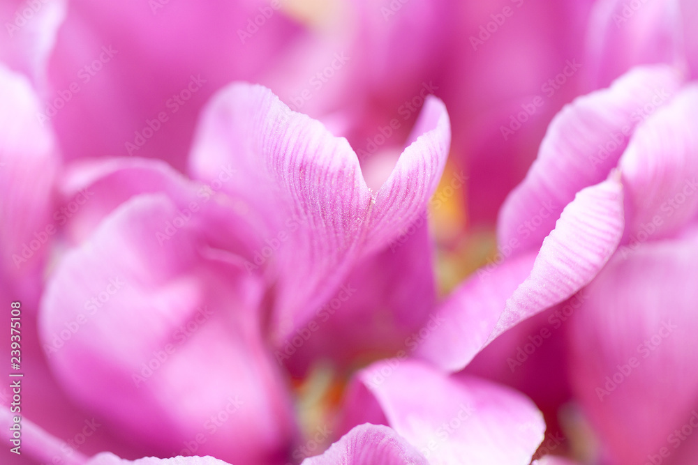 pink tender tulip with beautiful petals