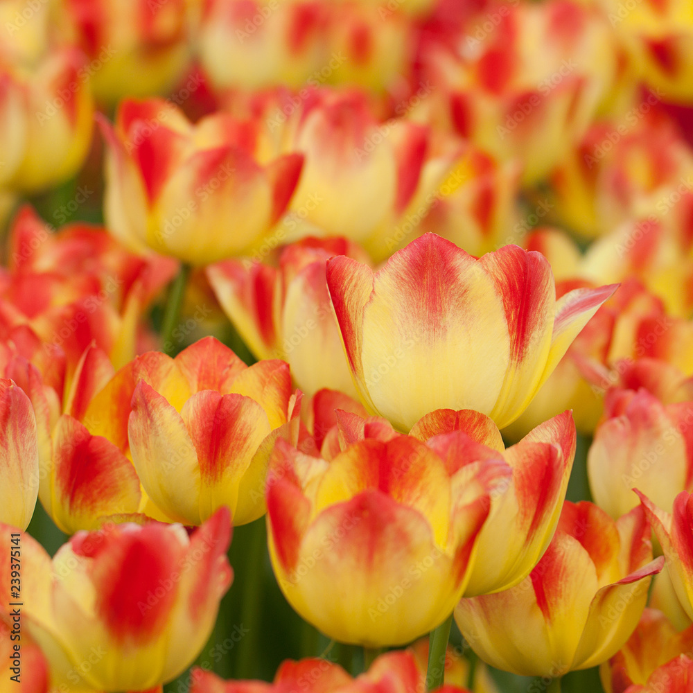 red-yellow bright tulips with beautiful petals