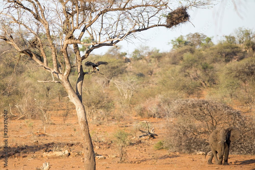 eagle landing on tree