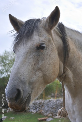 Close up of head of old grey horse