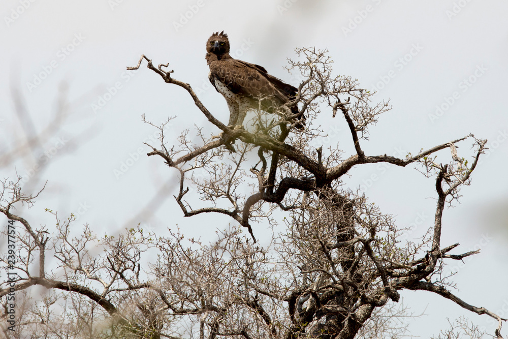 eagle in south africa, bird of prey eagle in south africa, bird of prey