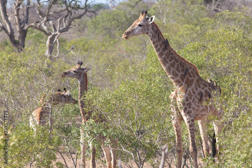 Photography giraffs in south africa