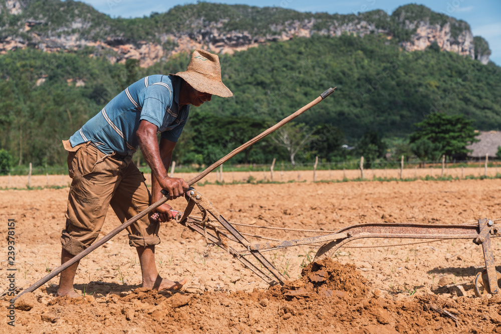 Cuban farmer working on field Cuban farmer working on field