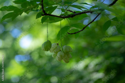 Staphylea emodi ornamental tree with green fruits hanging on branches