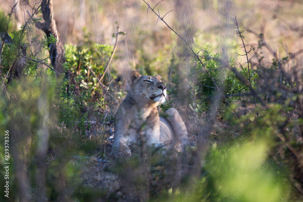Fototapeta premium South Africa, female lion hiding behind trees