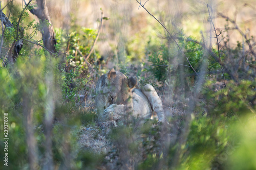 South Africa, female lion hiding behind trees © Antonie