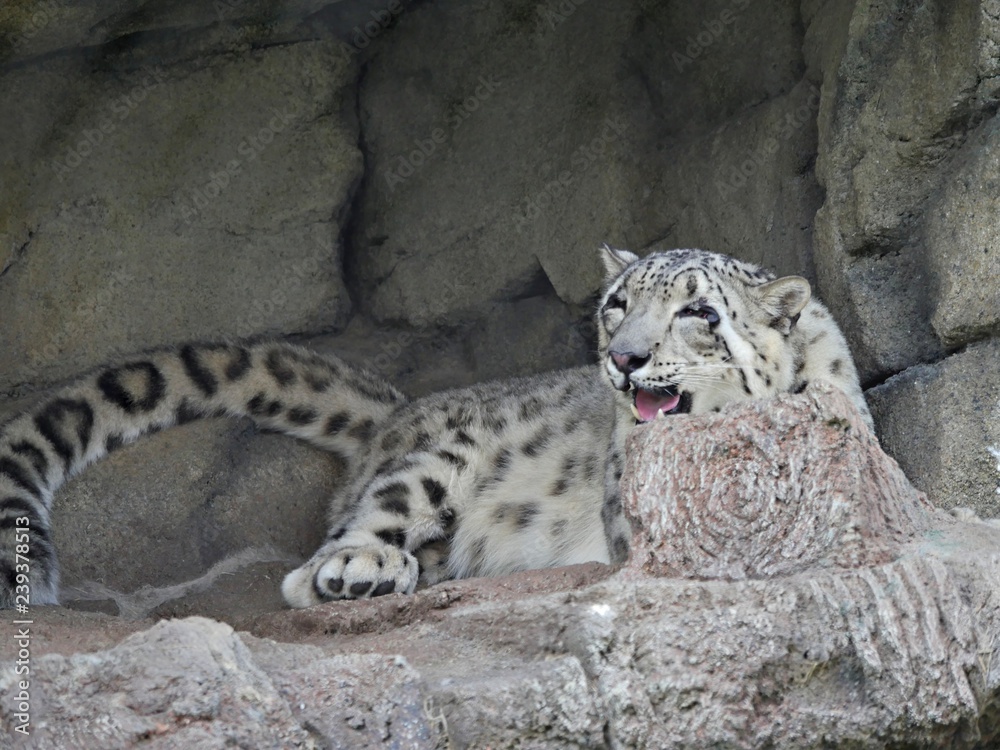 A snow leopard takes shelter from the heat. A snow leopard takes shelter from the heat.
