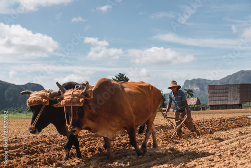 Man plough land with oxen in farm