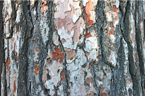 Old tree bark, relict pine trunk