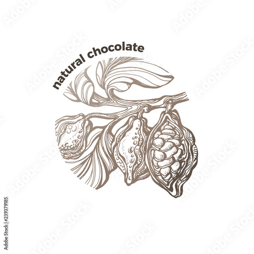 Vector symbol Tropical cacao tree, chocolate bean, fruit Bio label