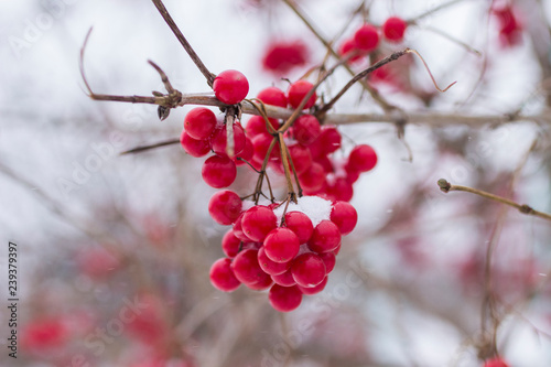 Snow on a branch of red viburnum close-up.