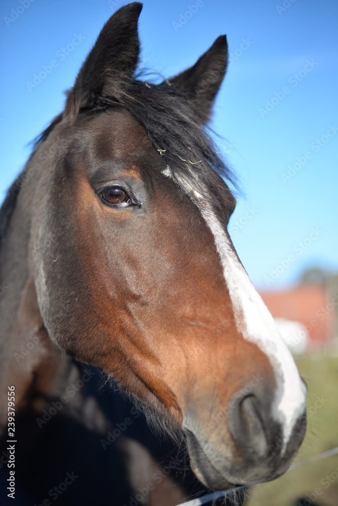 Obraz premium portrait of a horse