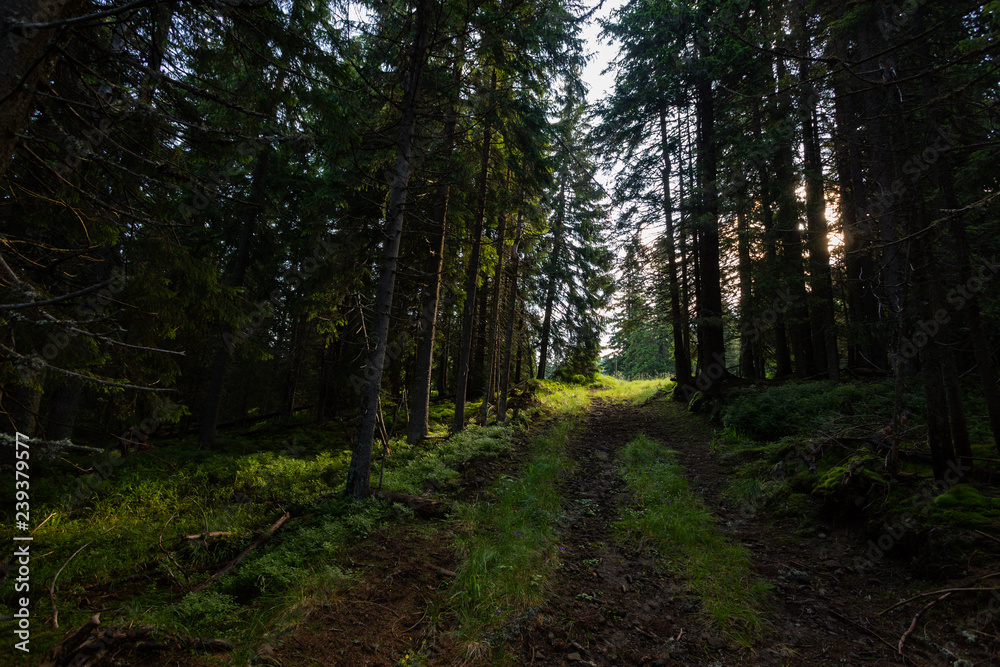 The beautiful forests that can be found in Romanian mountains